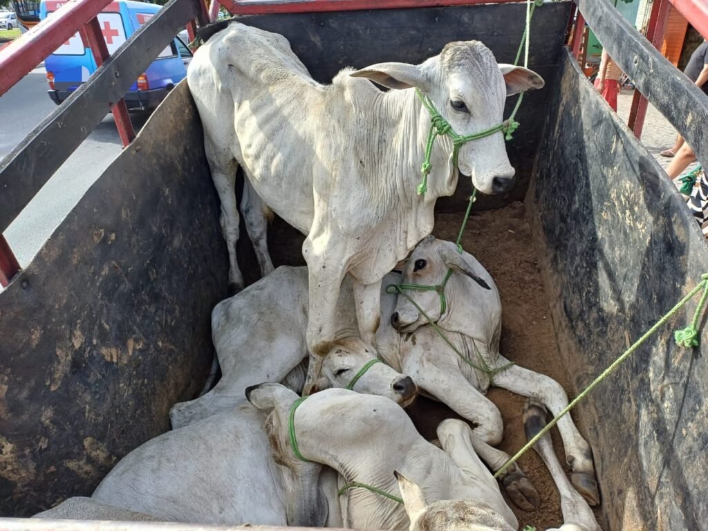 (Imagem: Divlgação/PRF)