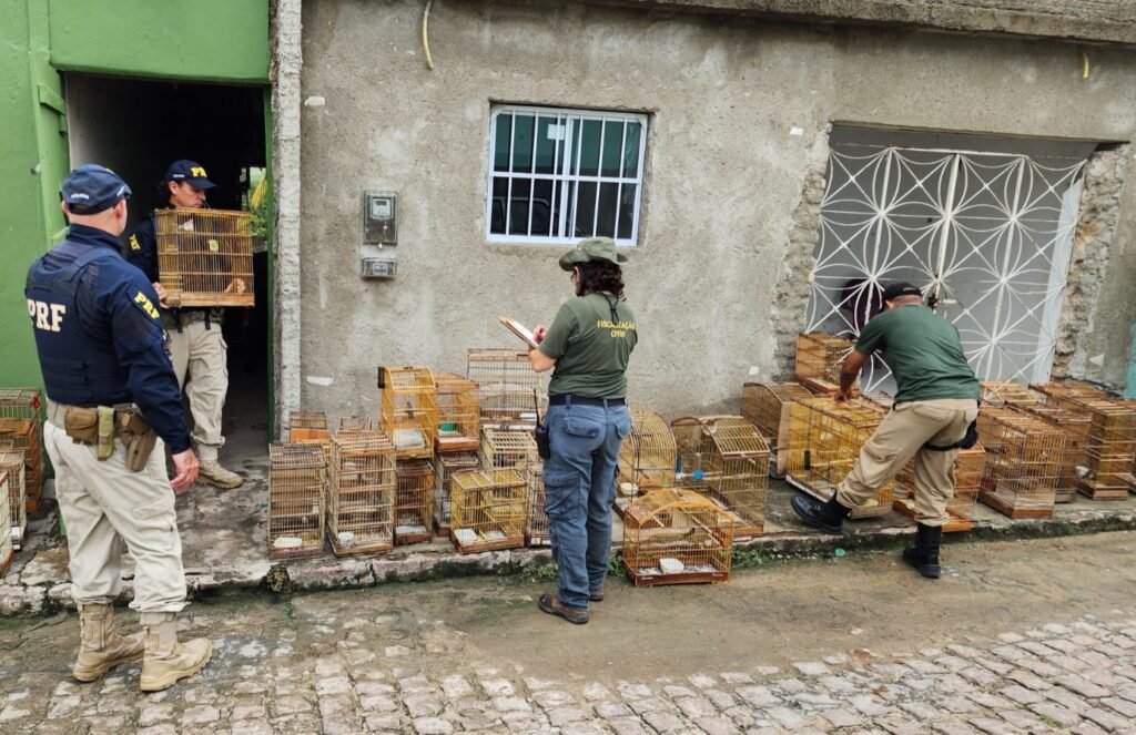 PRF, Ibama e CPRH participaram das ações. (Imagem: DIvulgação/PRF)
