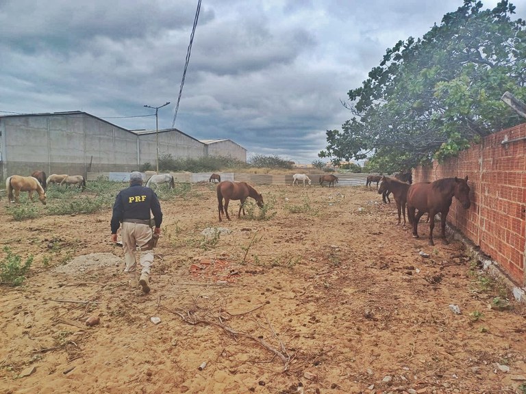 Animal estava sob a guarda da polícia após ser recolhido na rodovia. (Imagem: Divulgação/PRF)