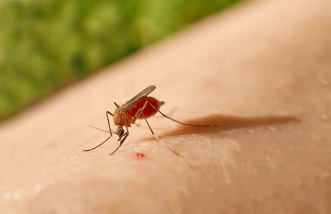 mosquito-febre-Oropouche-morte-bebe