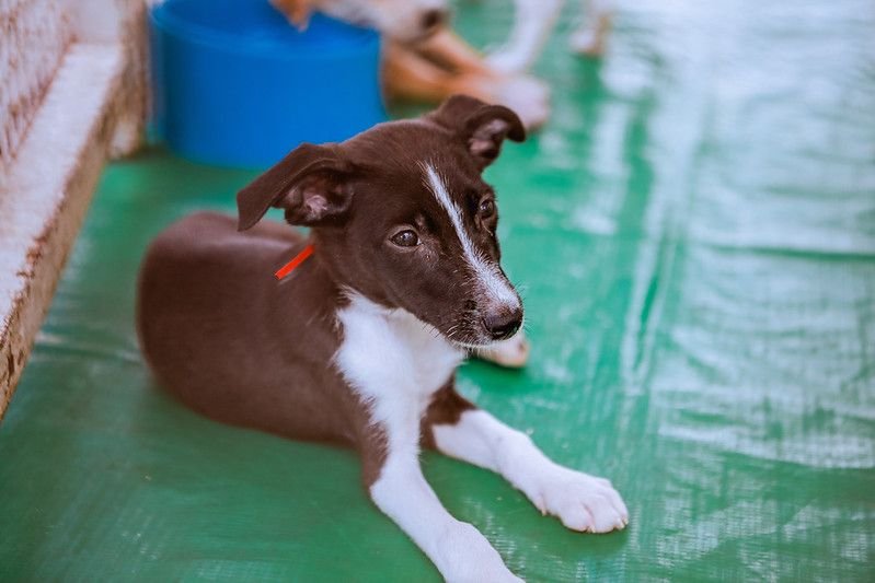 Ação seguirá até a próxima sexta-feira (14). (Imagem: Elvis Edson/PMC)
