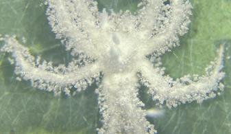 Espécie se destaca por parasitar apenas aranhas. (Imagem: Divulgação/UFPE)