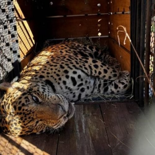 Caso ocorreu no dia 21 de abril. (Imagem: Divulgação)