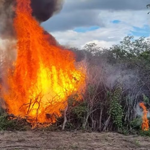 Sertão de Pernambuco teve a maior quantidade. (Foto: Divulgação / PF)