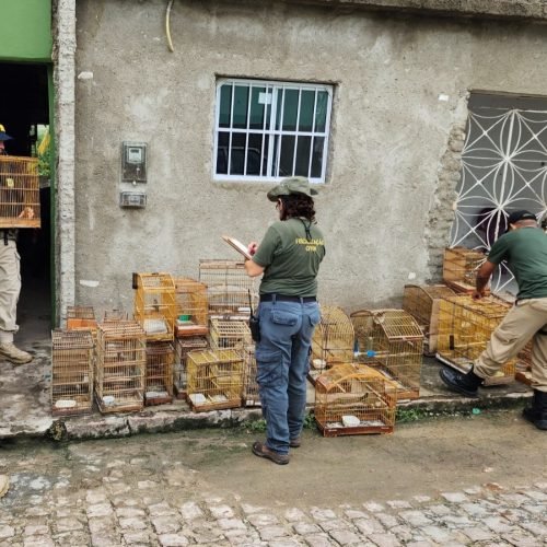 PRF, Ibama e CPRH participaram das ações. (Imagem: DIvulgação/PRF)