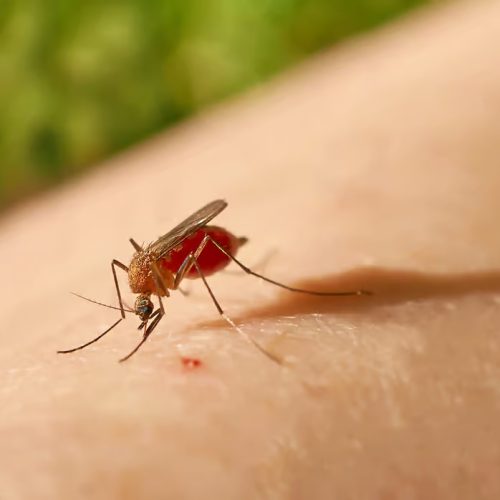 mosquito-febre-Oropouche-morte-bebe