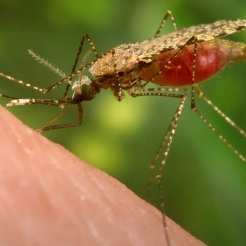 Redução foi de 26% comparado com 2024. (Imagem: James Gathany/CDC/Divulgação)