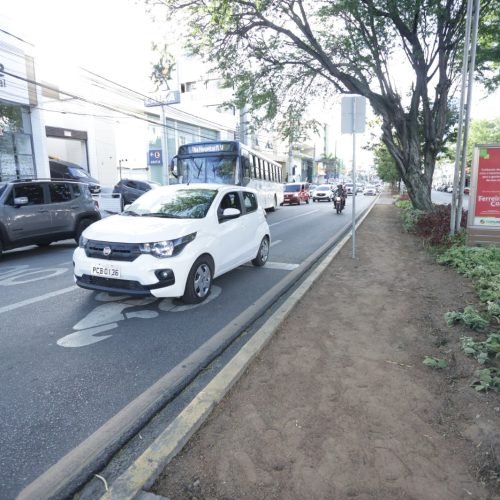 População deve ficar atenta às árvores da espécie algaroba. (Imagem: Divulgação/ Jorge Farias)