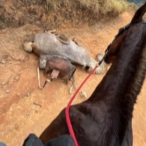 Animal não resistiu as agressões e morreu. (Imagem: Reprodução/Redes Sociais)