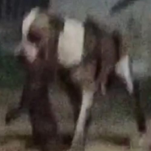 Caso aconteceu na Mata Norte do Estado. (Imagem: Reprodução/Redes sociais)