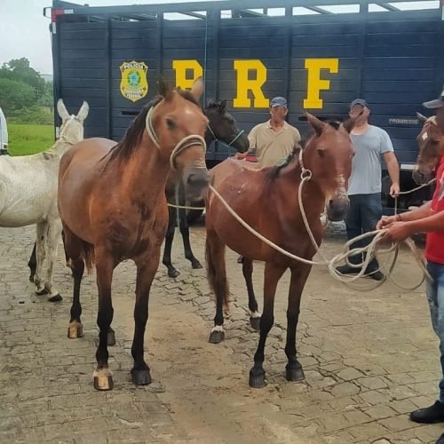 (Imagem: Divulgação/PRF)