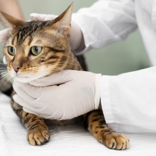 Ação acontece na sede da faculdade em Caruaru. (Imagem: Reprodução/Freepik)