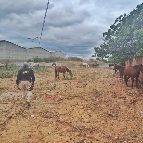 Animal estava sob a guarda da polícia após ser recolhido na rodovia. (Imagem: Divulgação/PRF)