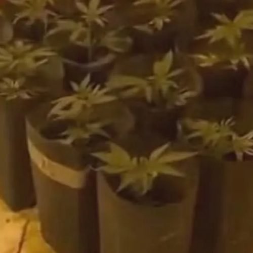 (Imagem: Divulgação/Polícia Civil)