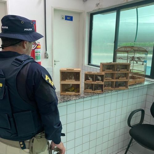 Aves eram transportadas em porta-malas do veículo. (Imagem: PRF/Divulgação)