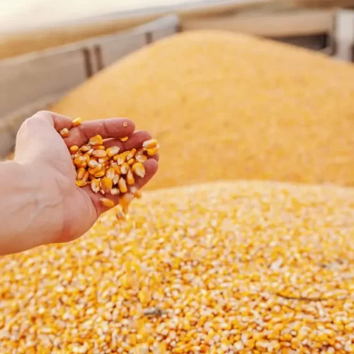 tipos-de-graos-de-milho-doação-caruaru